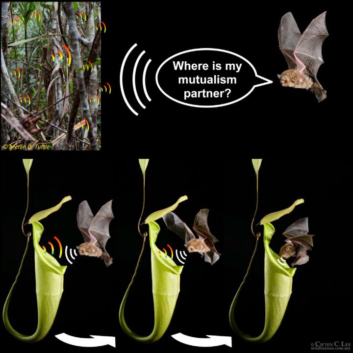 To maintain mutualism, plants specifically appeal to their animal partners' perception. This study show that Paleotropical carnivorous plants have reflective structures that are acoustically attractive for mutualistic bats. This phenomenon can similarly be found in a few Neotropical bat-pollinated flowers. CREDIT Schöner et al./Current Biolgoy 2015. Additional images courtesy of C.C. Lee and M.D. Tuttle.