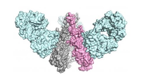  The team from The Scripps Research Institute and Janssen Pharmaceutical Companies designed a molecule that mimicked the shape of a key part of the influenza virus, inducing a powerful and broadly effective immune response in animal models. Image courtesy of the Wilson lab, The Scripps Research Institute.